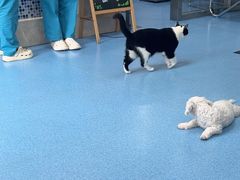 -万博宠物医院·手术·诊疗(未央凤城五路店)