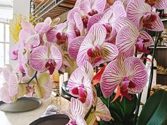 -花舍·新派粤菜·西餐·下午茶(亚运村·鸟巢店)