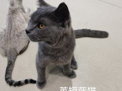 -藏猫猫咖啡主题馆(中央大道店)