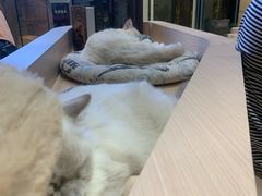 -瞄一喵猫咖(格力海岸店)