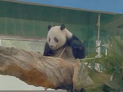 -广州动物园
