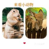 小动物们我们来啦