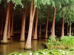 -呈贡滇池生态湿地公园