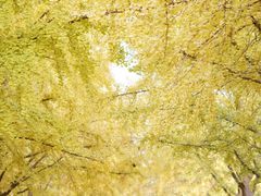 -三里屯东五街银杏大道