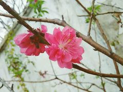 android_upload_pic-东莞市可园博物馆