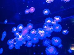 -合肥海洋世界