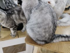 -李小姐の猫咖啡馆(五角场店)