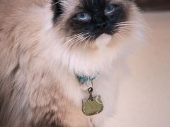-猫在这儿猫咪咖啡馆·撸猫馆