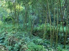 -石台牯牛降景区