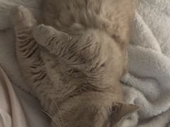 -飞行喵MR PILOT|猫舍·猫咖(静安大融城店)