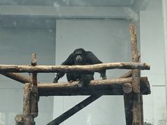 -合肥野生动物园