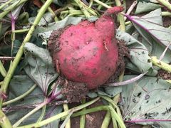 -乡乐园蟹庄·阳澄湖农家乐