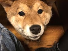 -柴务处·柴犬主题狗咖