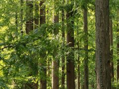 -黄海国家森林公园