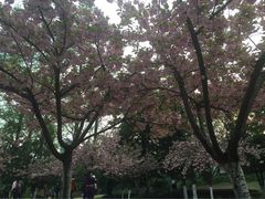 iphone_upload_pic-中科大东区东苑餐厅(天使路店)