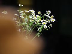 -暹罗酒肆泰餐厅酒吧