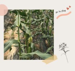 -麦粒鸟亲子游