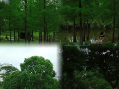 -香蜜公园