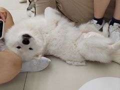 -怪兽屋·羊驼·猫咖·狗咖(俊华广场店)