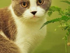 -宠物星动物医院·眼科·异宠·猫科(江南大道总院)