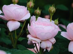 -奉浦四季生态园