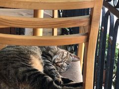 -猫的天空之城概念书店(杭州南宋御街店)