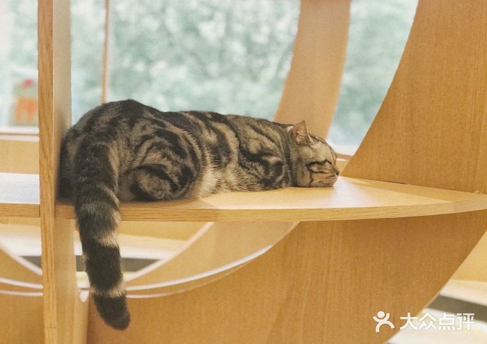CAT’S MEWSTAR CAFE·喵星球猫屋(晴湾咖啡店)小可爱图片