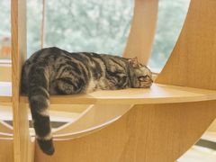 小可爱-CAT’S MEWSTAR CAFE·喵星球猫屋(晴湾咖啡店)