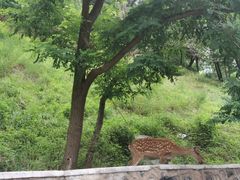 -大连森林动物园