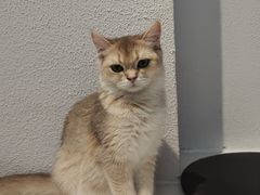 -琪喵猫屋·撸猫猫咖·猫舍