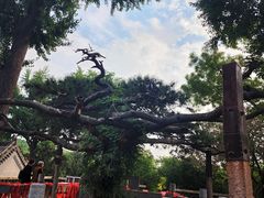 -泰山风景名胜区-普照寺