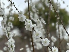 -苏州上方山国家森林公园