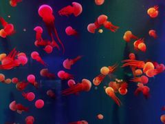 -成都浩海立方海洋公园