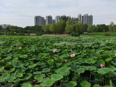 -太阳宫公园