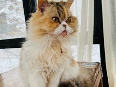 -猫小院猫主题餐厅(南锣旗舰店)