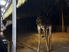 -清迈夜间动物园