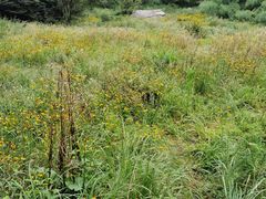 -庐山风景区花径公园