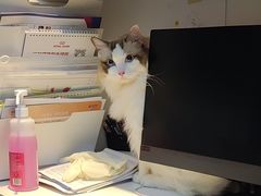 -御宝贝·A梦猫科宠物医院(国际猫友好医院)