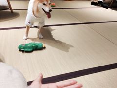 -逗柴咖啡屋·狗咖猫咖宠物桌游