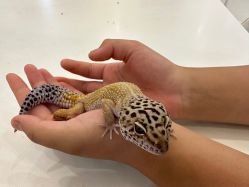 -Moni星球萌宠·小马宝莉·灵蛇·高端高阶全萌宠互动体验俱乐部(红豆国际广场店)