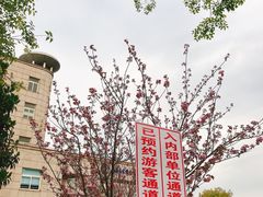 -嘉定紫藤园