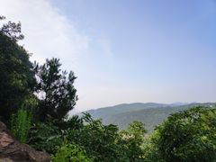 -铁山坪森林公园