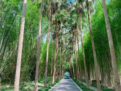 -中国科学院西双版纳热带植物园