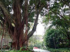 -金鸡山公园