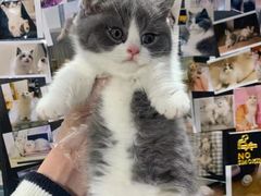 -欣宠猫屋·矮脚拿破仑·蓝金金渐层