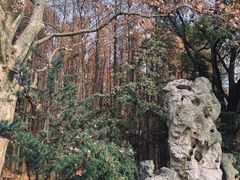 -上海共青森林公园