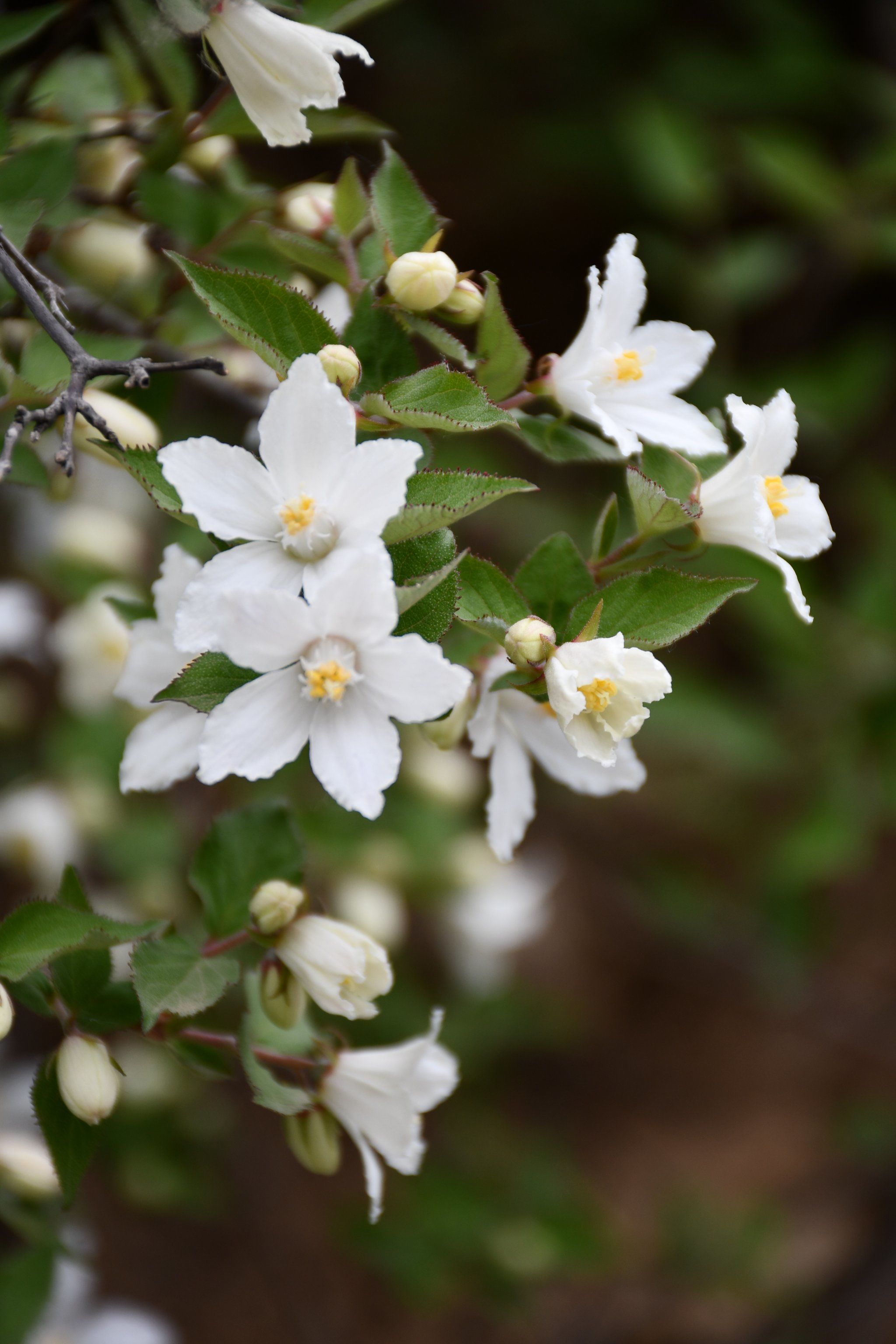 疏溲花,小小巧巧的一朵朵小白花,点缀在山崖上,小路旁,水池边,或长成