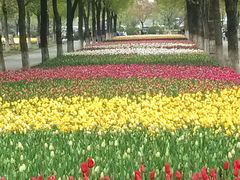 -上海鲜花港