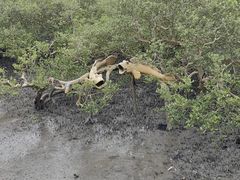 -北海金海湾红树林生态旅游区