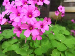 -荣昌花园